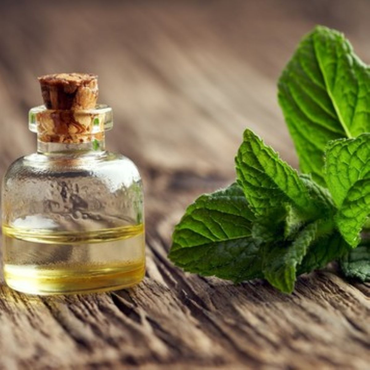 Mäta pieporná - Mentha piperita - predaj semien - 500 ks