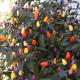 BIO Chilli Lila Luzi - Capsicum frutescens - predaj bio semien - 8 ks