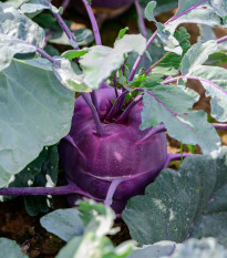 BIO Kaleráb Dyna - Brassica oleracea var. gongylodes - predaj bio semien - 50 ks