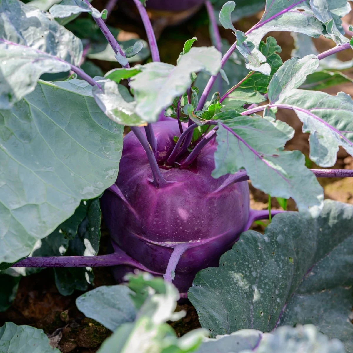 BIO Kaleráb Blaro - Brassica oleracea var. gongylodes - predaj bio semien - 50 ks