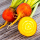BIO Repa červená Burpees Golden - Beta vulgaris conditiva - predaj bio semien - 50 ks