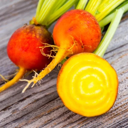 BIO Repa červená Burpees Golden - Beta vulgaris conditiva - predaj bio semien - 50 ks