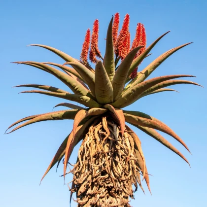 Aloe kapská - Aloe ferox - predaj semien - 6 ks