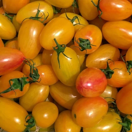 BIO Paradajka tyčková Artisan Blush Tiger - Solanum lycopersicum - predaj bio semien - 6 ks
