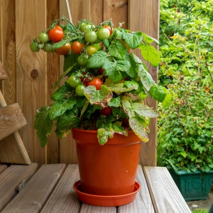 Paradajka Red Robin - Solanum lycopersicum - predaj semien - 6 ks