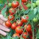 Paradajka kríčková balkónová Vilma - Solanum lycopersicum - predaj semien - 21 ks