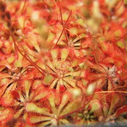 Rosička spathulata – Drosera spathulata – predaj semien rosičky