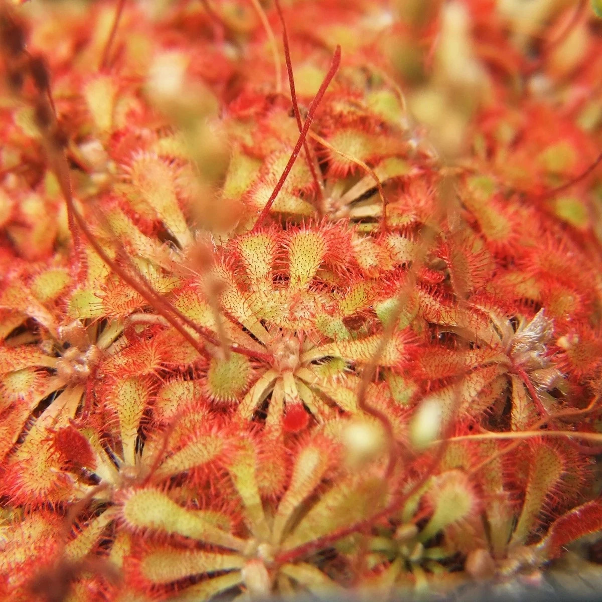 Rosička spathulata – Drosera spathulata – predaj semien rosičky