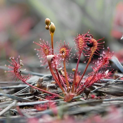 Rosička kapská Red Bonn - Drosera capensis - predaj semien - 10 ks