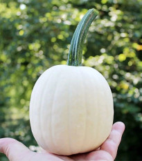 Tekvica okrasná Snowdrop F1 - Cucurbita pepo - predaj semien - 6 ks