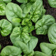 BIO Špenát Butterflay - Spinacia oleracea - predaj bio semien - 70 ks