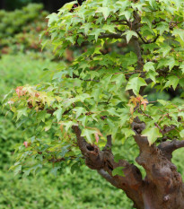 Javor Bürgerov - bonsai Acer buergeranum - semená javora - 5 ks