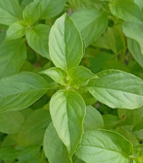 BIO Bazalka citrónová - Ocimum basilicum - predaj semien - 100 ks