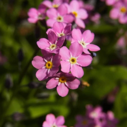 Nezábudka lesná Rosylva - Myosotis sylvatica - predaj semien - 60 ks