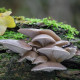 Hliva ustricová - zrnitá sadba - Pleurotus ostreatus - sadba - predaj - 500 ml