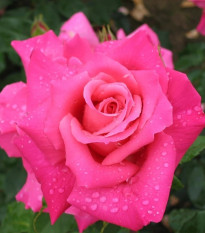 Ruža veľkokvetá kríková - Fragrant Criterion - Rosa - voľnokorenné sadenice - 1 ks