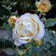 Ruža veľkokvetá kríková - Fragrant Chopin - Rosa - predaj voľnokorenných sadeníc - 1 ks