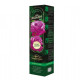 Ruža veľkokvetá kríková - Fragrant Lila Wunder - Rosa - predaj voľnokorenných sadeníc - 1 ks