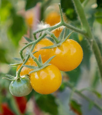 Paradajka kríčková Minigelbus F1- Solanum lycopersicum - predaj semien - 10 ks
