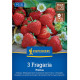 Jahodník Polka - Fragaria ananassa - predaj jednoducho korenených sadeníc - 3 ks