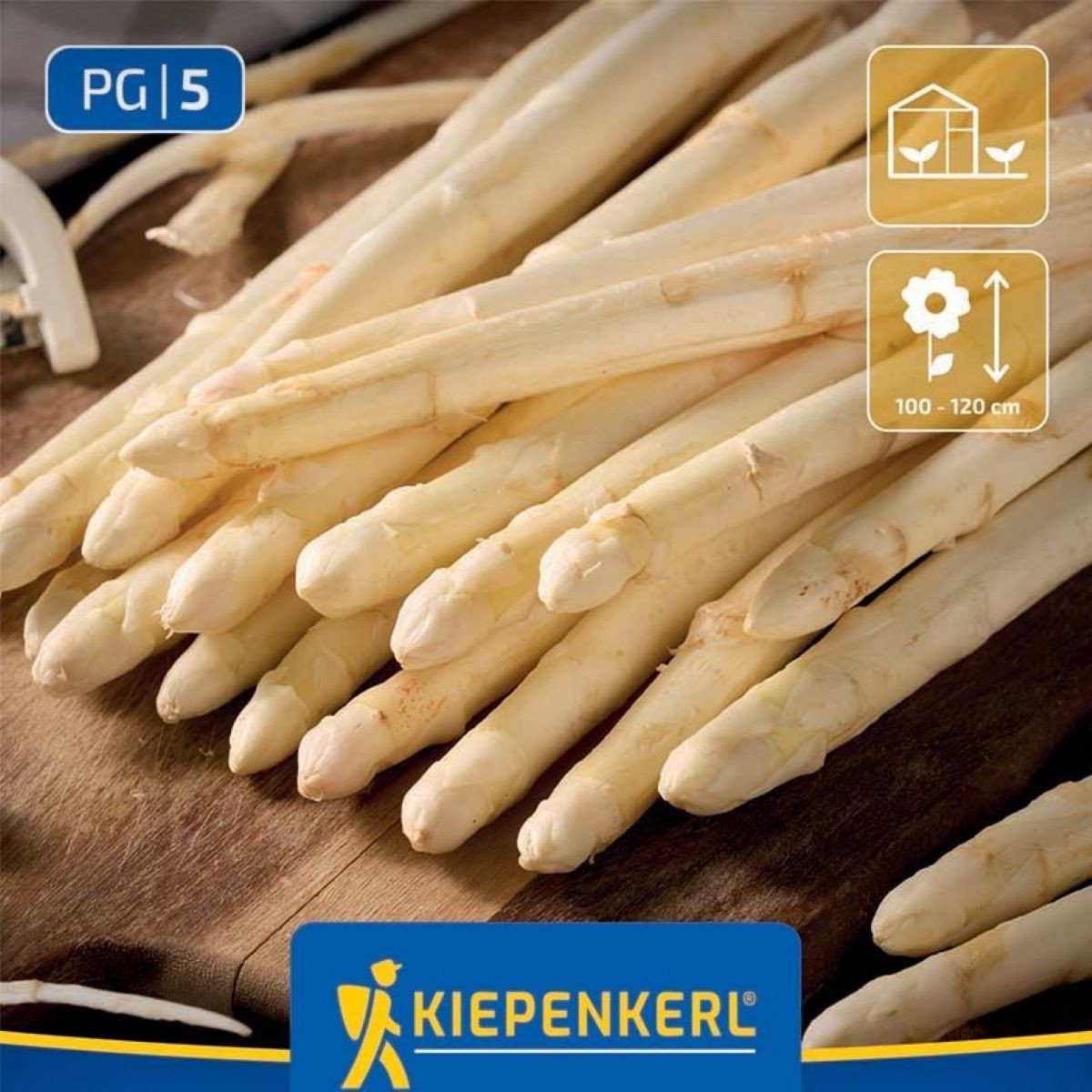 Špargľa Gijnlim biela - Asparagus officinalis - predaj jednoducho korenených sadeníc - 2 ks