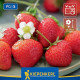 Jahoda Senga - Fragaria ananassa - voľnokorenné sadenice jahôd - 3 ks