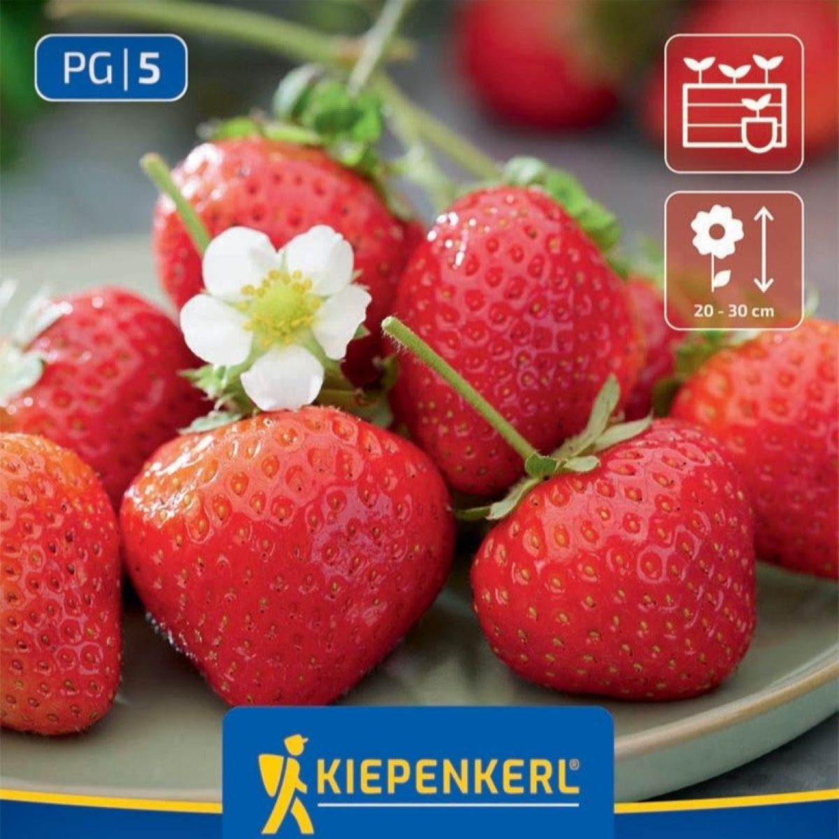 Jahoda Senga - Fragaria ananassa - voľnokorenné sadenice jahôd - 3 ks