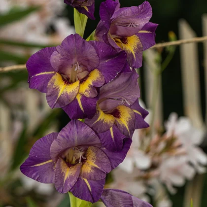 Gladiola veľkokvetá Joplin - Gladiolus - predaj cibuľovín - 3 ks