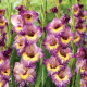 Gladiola veľkokvetá Joplin - Gladiolus - predaj cibuľovín - 3 ks