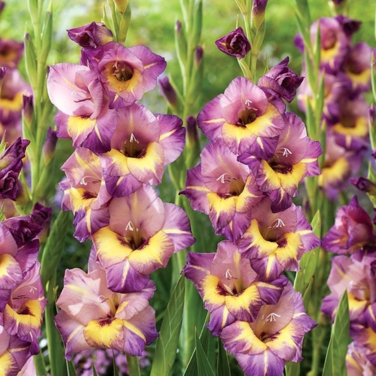 Gladiola veľkokvetá Joplin - Gladiolus - predaj cibuľovín - 3 ks