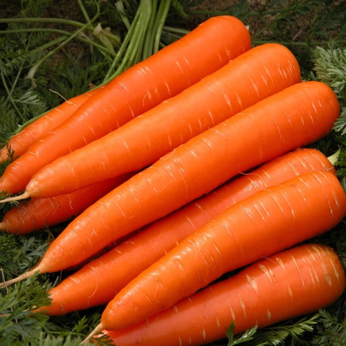 Mrkva Berlikumer 2 - Daucus carota - predaj semien - 150 ks