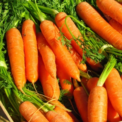 Mrkva Rubína - Daucus carota - predaj semien - 150 ks