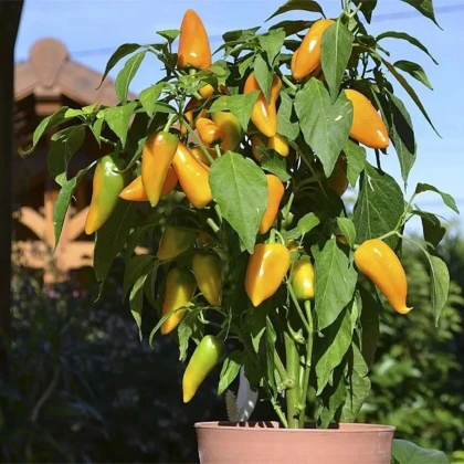 Paprika Terrazzi F1- Capsicum annuum - predaj semien - 6 ks