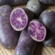 Sadbové zemiaky Blaue St. Galler - Solanum tuberosum - Kiepenkerl - 5 ks