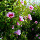 Ibištek sýrsky Rose of Sharon - Hibiscus syriacus - predaj semien - 12 ks