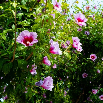 Ibištek sýrsky Rose of Sharon - Hibiscus syriacus - predaj semien - 12 ks