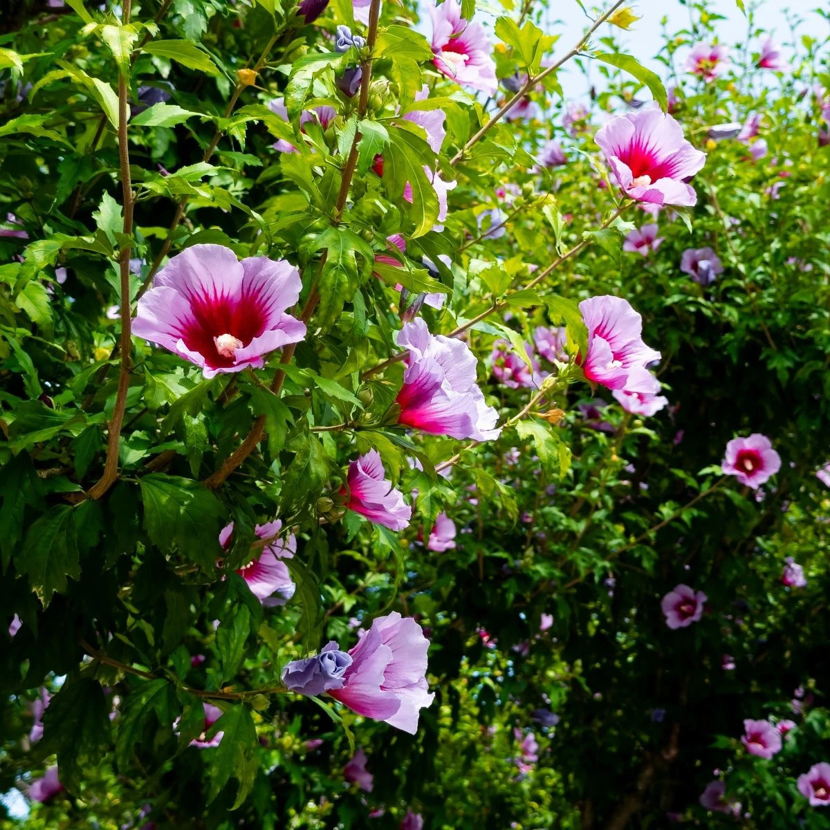 Ibištek sýrsky Rose of Sharon - Hibiscus syriacus - predaj semien - 12 ks