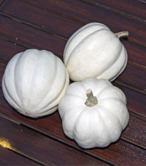 Tekvica White Pearl - Cucurbita pepo - predaj semien - 6 ks