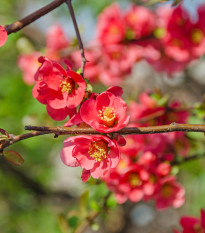 Dulovec - Chaenomeles Japonica - semienka dulovca - 10 ks