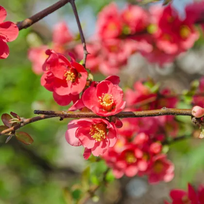 Dulovec - Chaenomeles Japonica - semienka dulovca - 10 ks