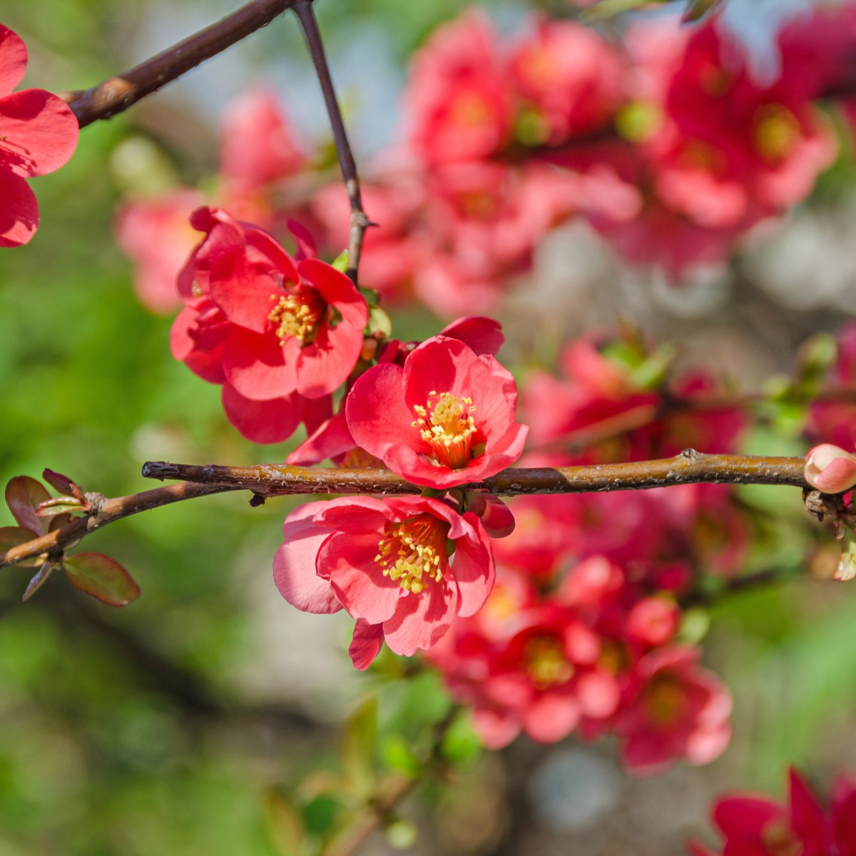 Dulovec - Chaenomeles Japonica - semienka dulovca - 10 ks