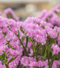 Limonka zohnutá Hipster Rose - Limonium sinuatum - predaj semien - 30 ks