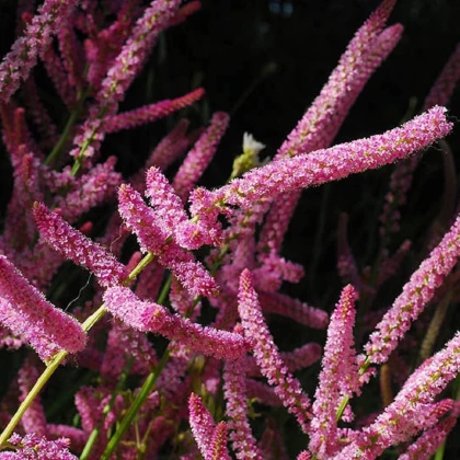 Limonka Suworova ružová - Limonium suworowii - predaj semien - 600 ks