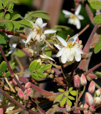 Moringa olejodarná - Moringa oleifera - predaj semien - 4 ks
