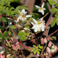 Moringa olejodarná - Moringa oleifera - predaj semien - 4 ks