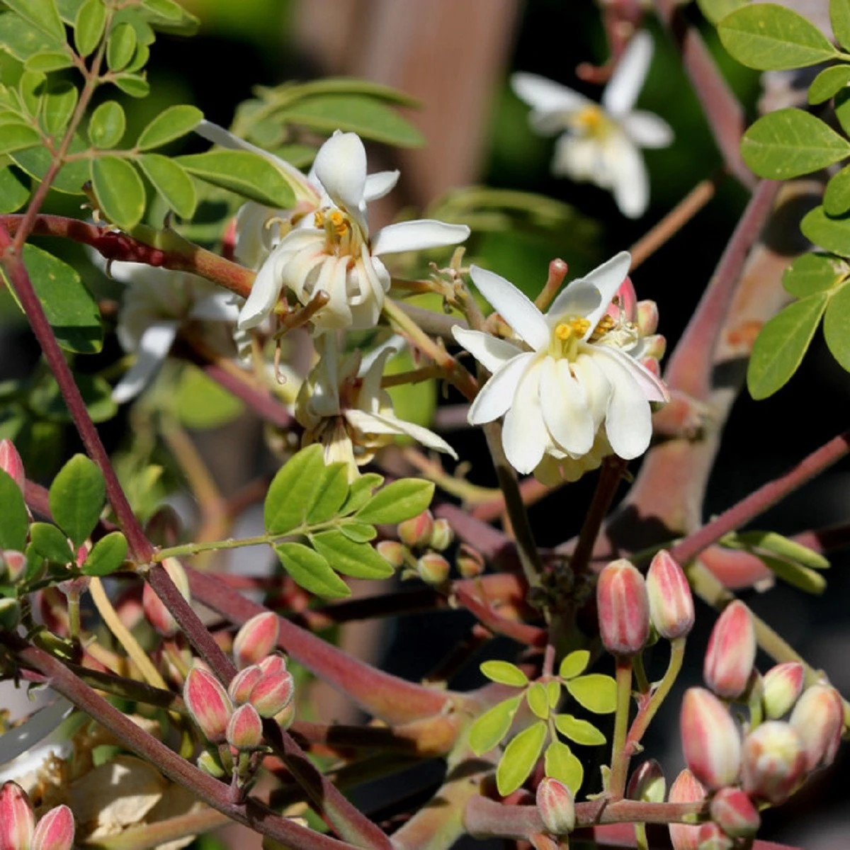 Moringa olejodarná - Moringa oleifera - predaj semien - 4 ks