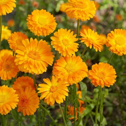 Nechtík lekársky Orange Prinzess - Calendula officinalis - predaj semien - 50 ks