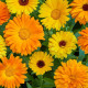 Nechtík lekársky Fiesta Gitana - Calendula officinalis - predaj semien - 50 ks