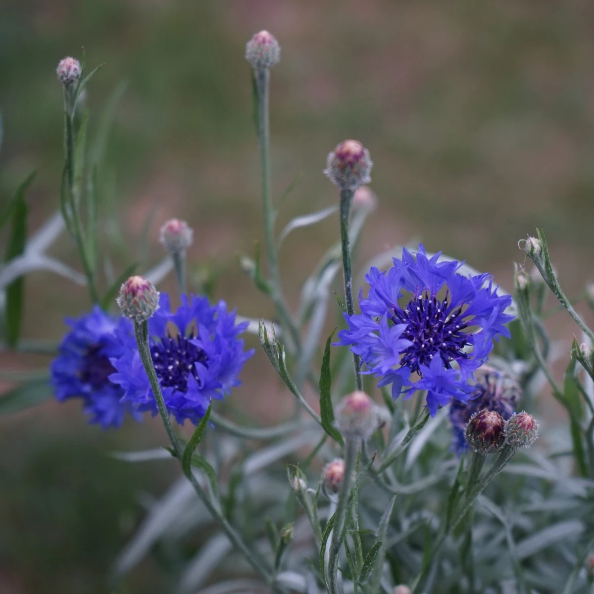 Nevädza Blauer Junge - Centaurea cyanus - predaj semien - 45 ks