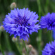 Nevädza Blauer Junge - Centaurea cyanus - predaj semien - 45 ks